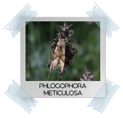 papillon phlogophora meticulosa