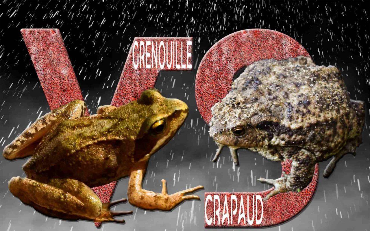 Différenciez le crapaud de la grenouille Ambleteusenature