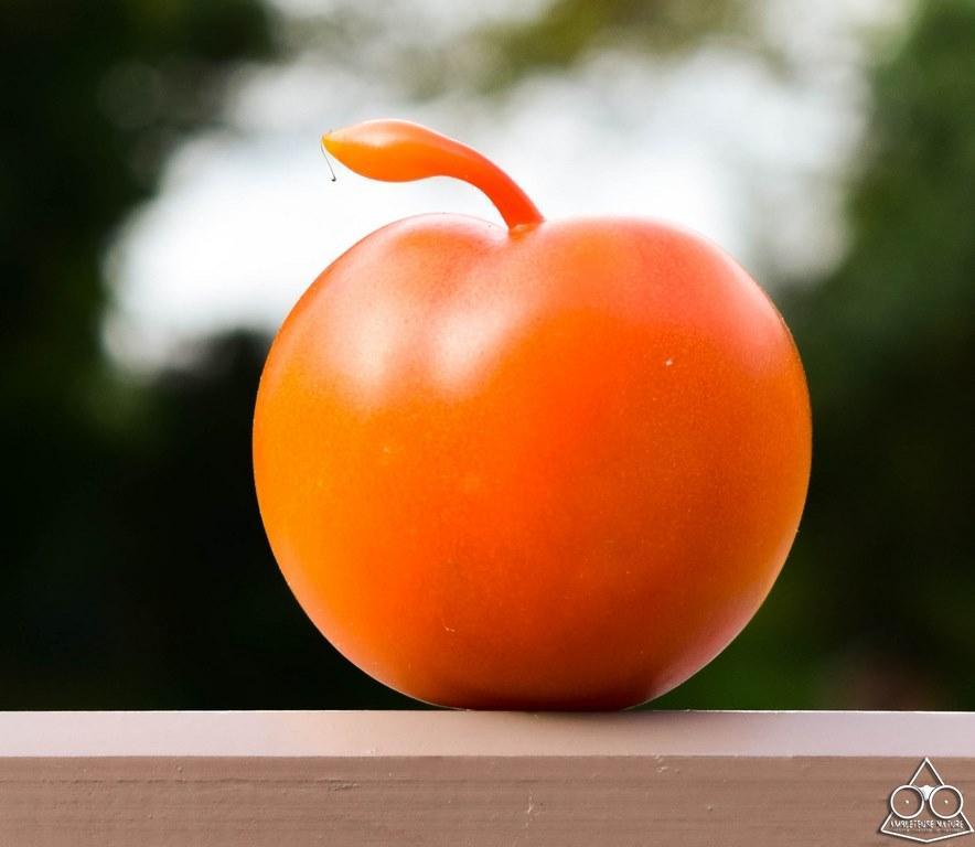 une tomate en forme de pomme