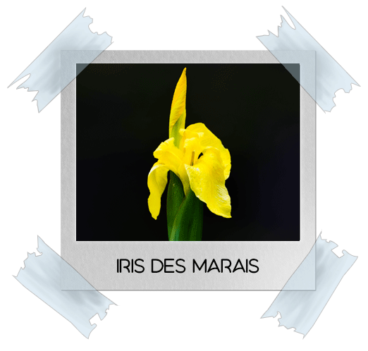 L’iris des marais