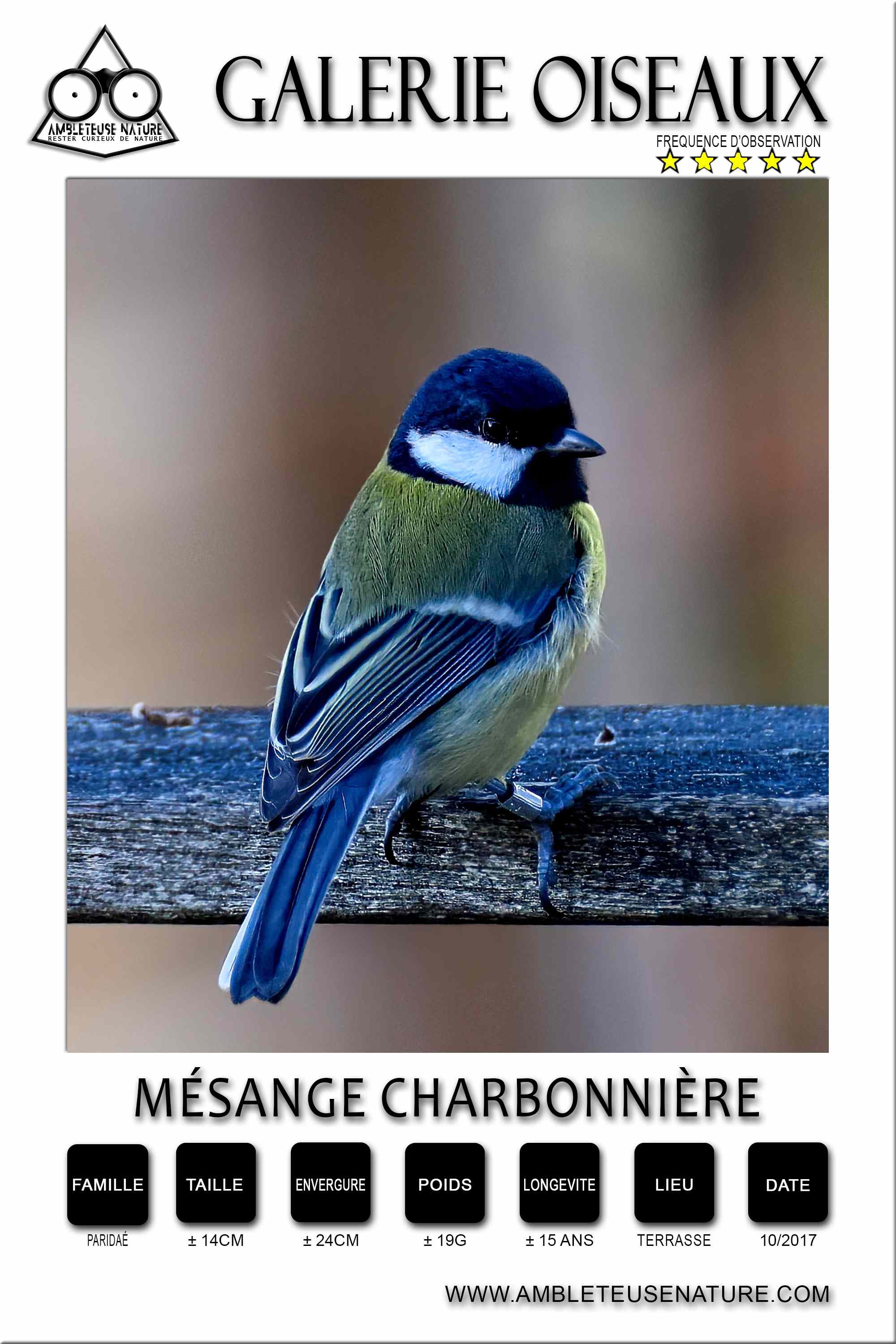 Mésange charbonnière