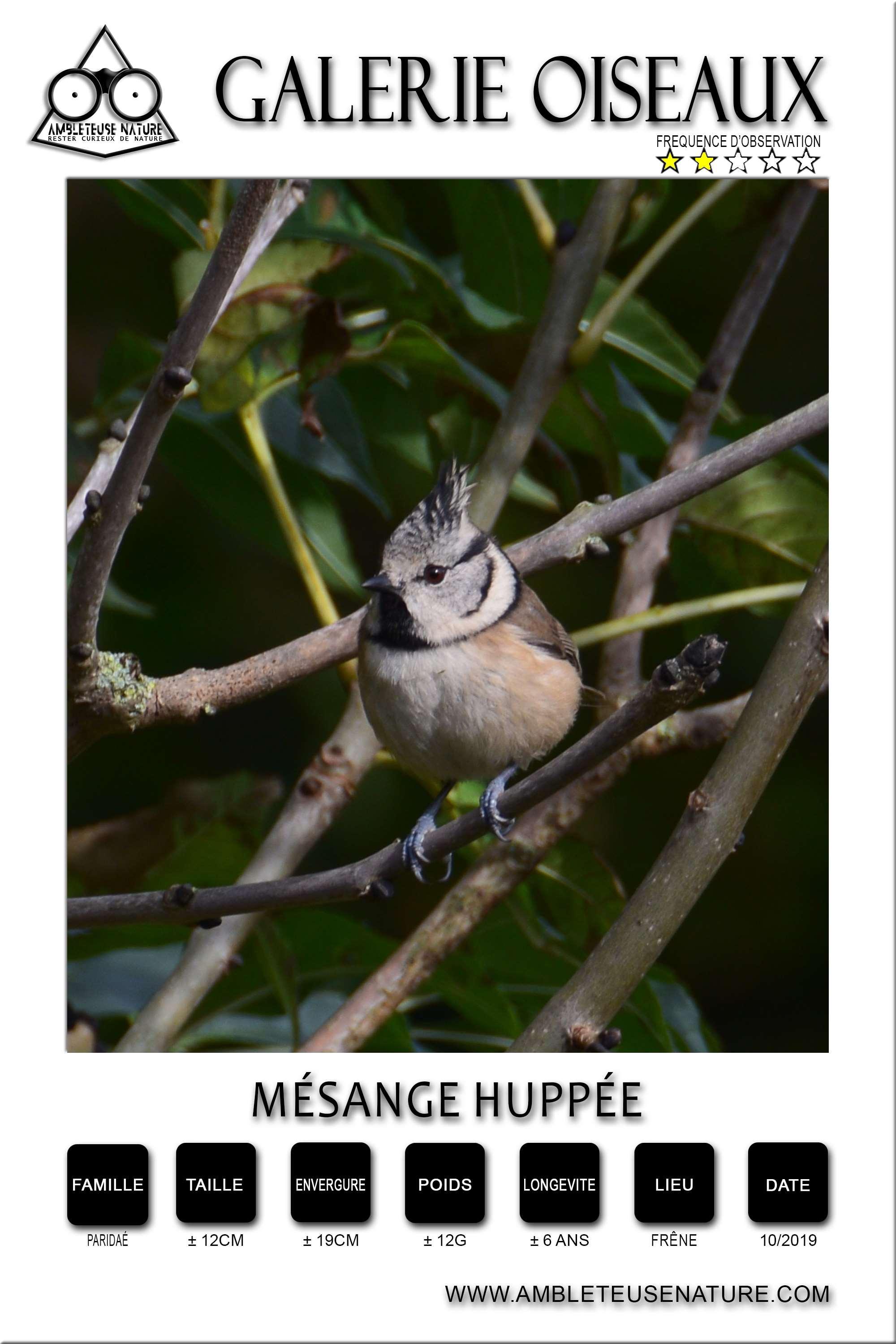 Mésange huppée