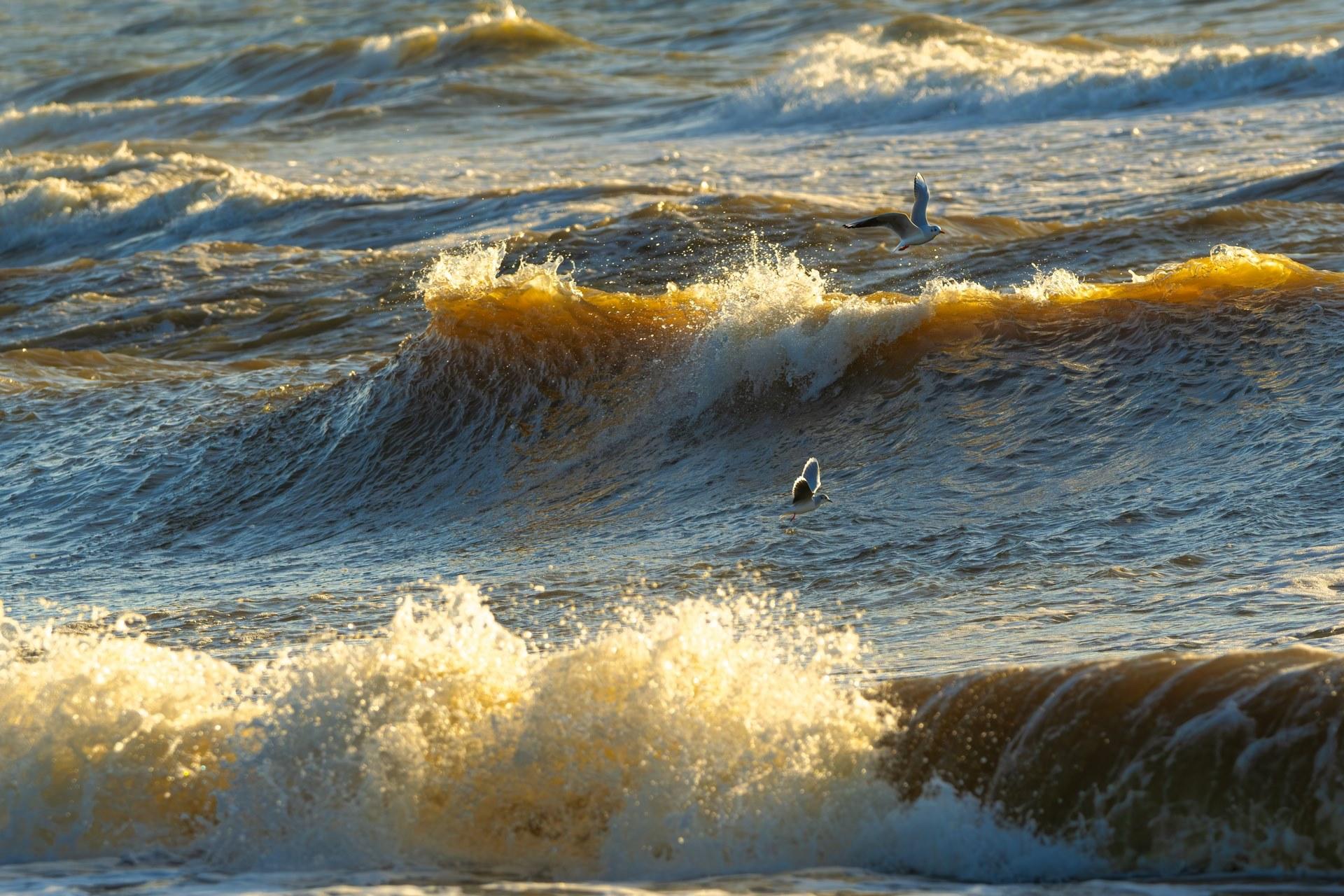 Mouettes