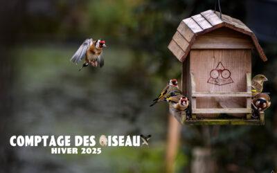 Comptage des oiseaux