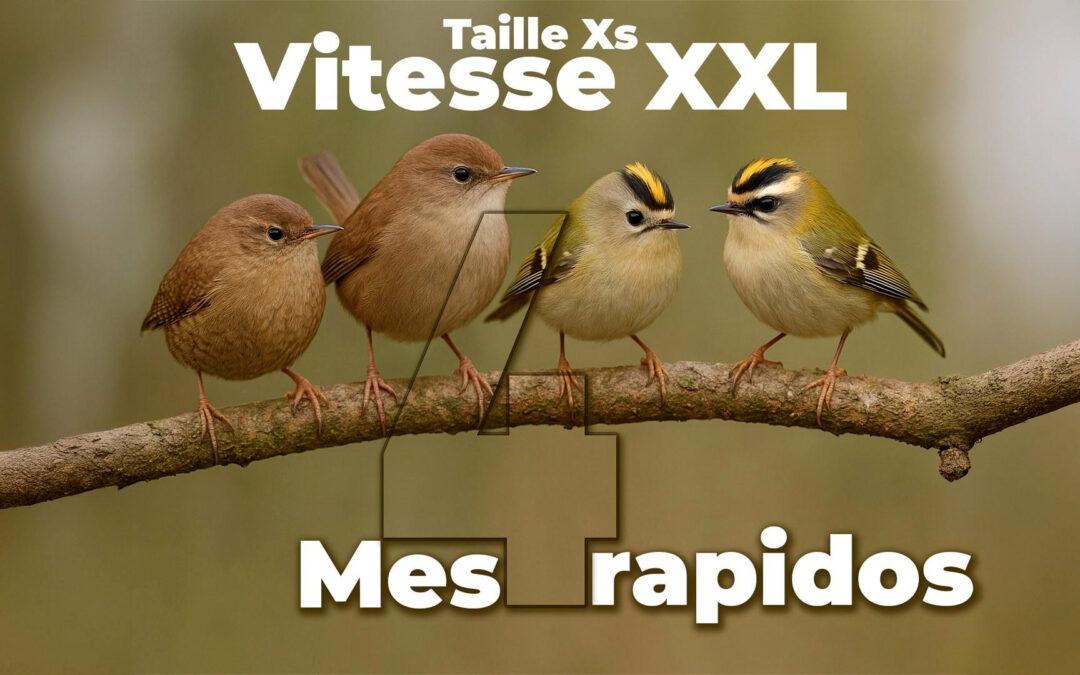 Petit Format, Grand Show : Ces 4 Oiseaux vont vous Épater !