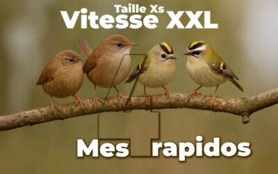 Petit Format, Grand Show : Ces 4 Oiseaux vont vous Épater !