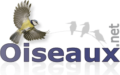 oiseaux.net