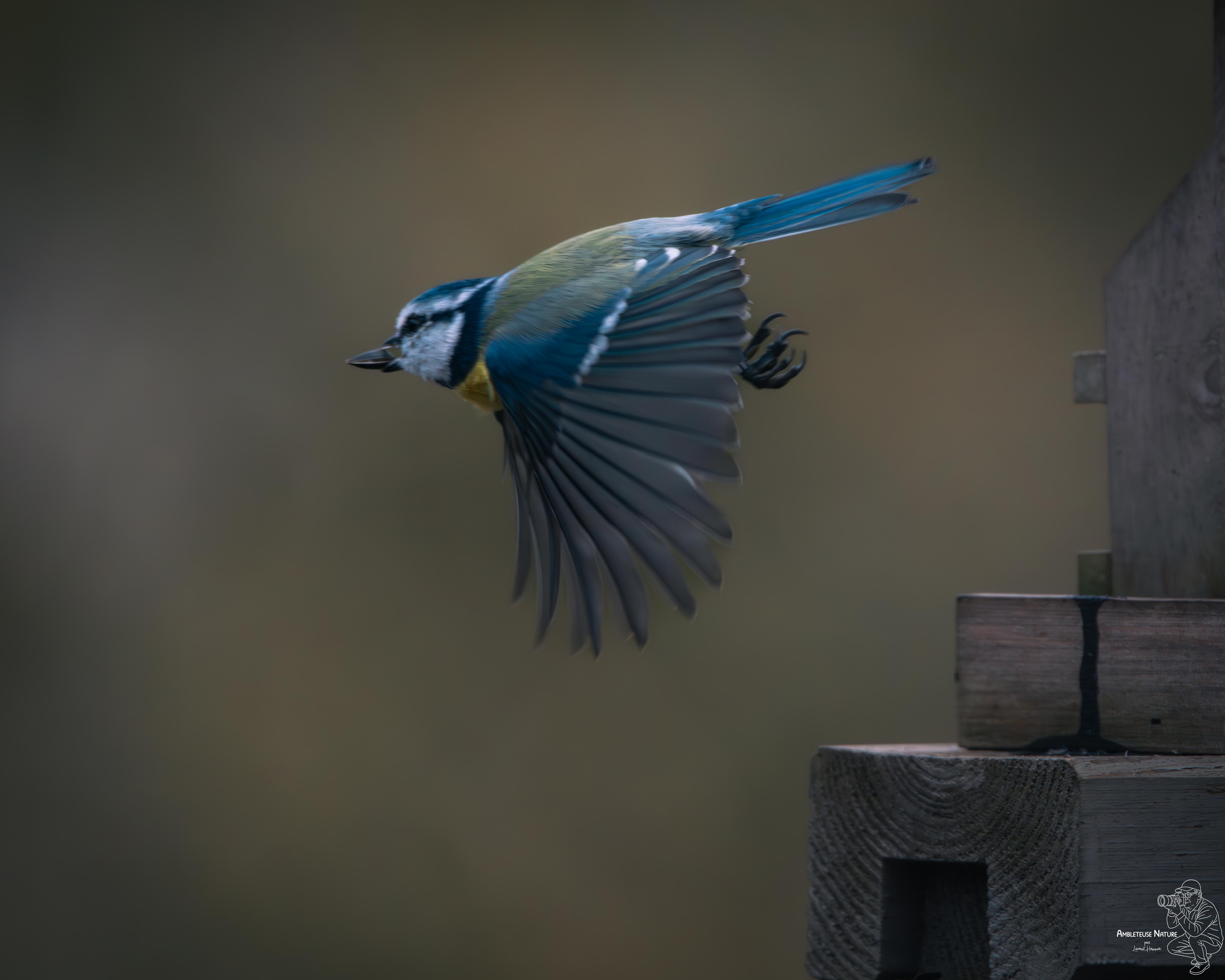 Mésange bleue en vol