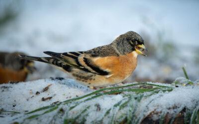 Oiseaux du jardin en hiver : observer, nourrir et protéger en janvier
