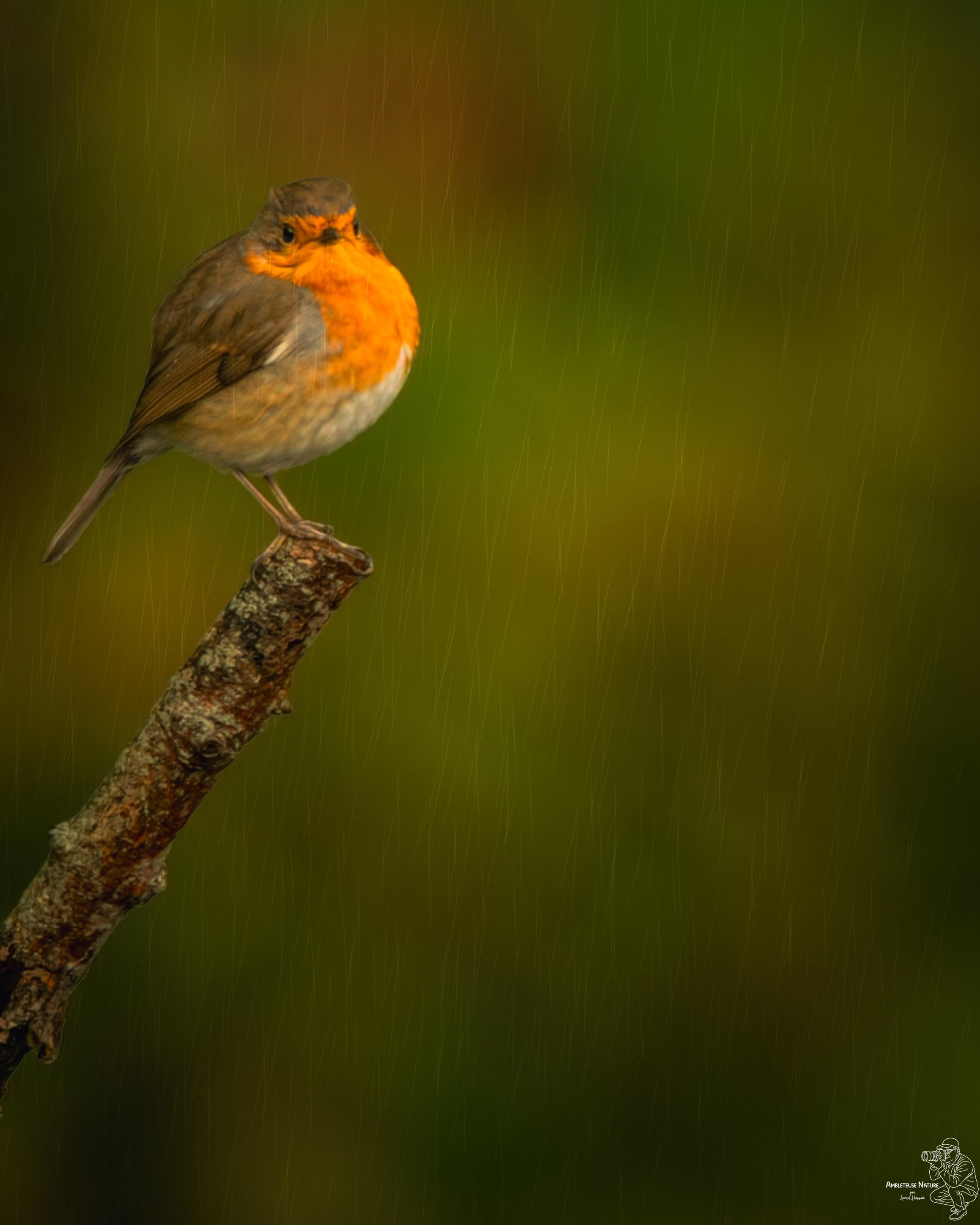 Rougegorge familier sous la pluie